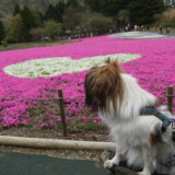 ワンコ達と行く富士芝桜まつり
