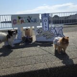 PORTSIDE DOGRUN 2025 IN OISO