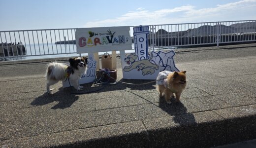 PORTSIDE DOGRUN 2025 IN OISO