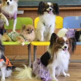 第4回串間会　マメノキドックパーク