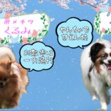 新しいワンコ名刺を作った