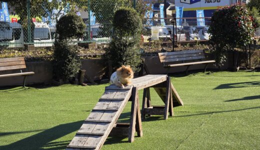 カインズドックランで走り初め