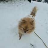 雪の中のお散歩