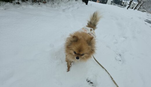 雪の中のお散歩