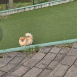 足柄サービスエリアでドックラン